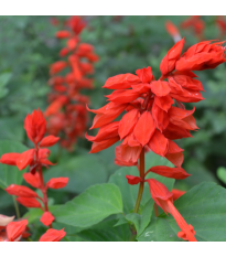 Šalvěj zářivá - Salvia splendens - semena šalvěje - 40 ks